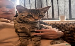 Savannah cats for sale: African bloodline, savanna kittens - Image 8