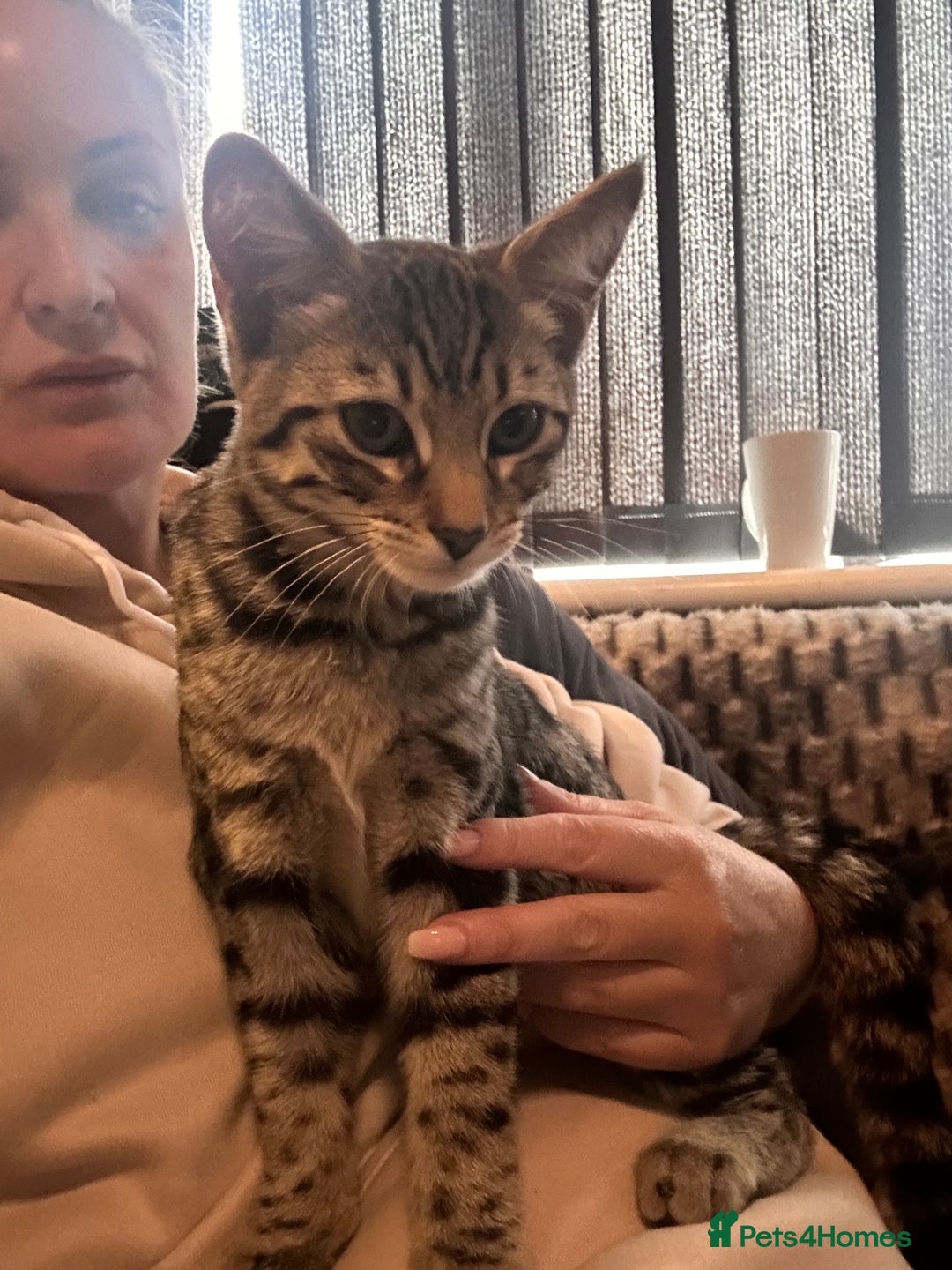 Savannah cats for sale: African bloodline, savanna kittens - Image 8