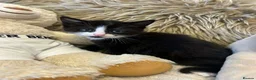 Mixed Breed cats for sale: 🩷Cross Maine Coone Kittens🩷 - Advert 16