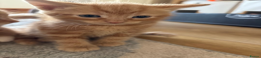 Mixed Breed Kitten 2