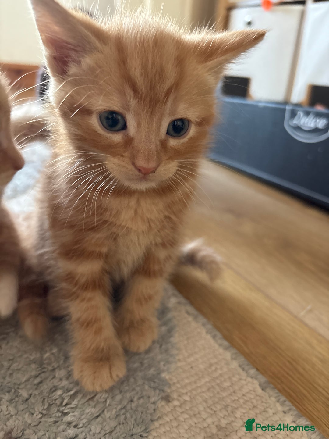 Mixed Breed cats for sale: 3 beautiful kittens for sale.  - Image 12