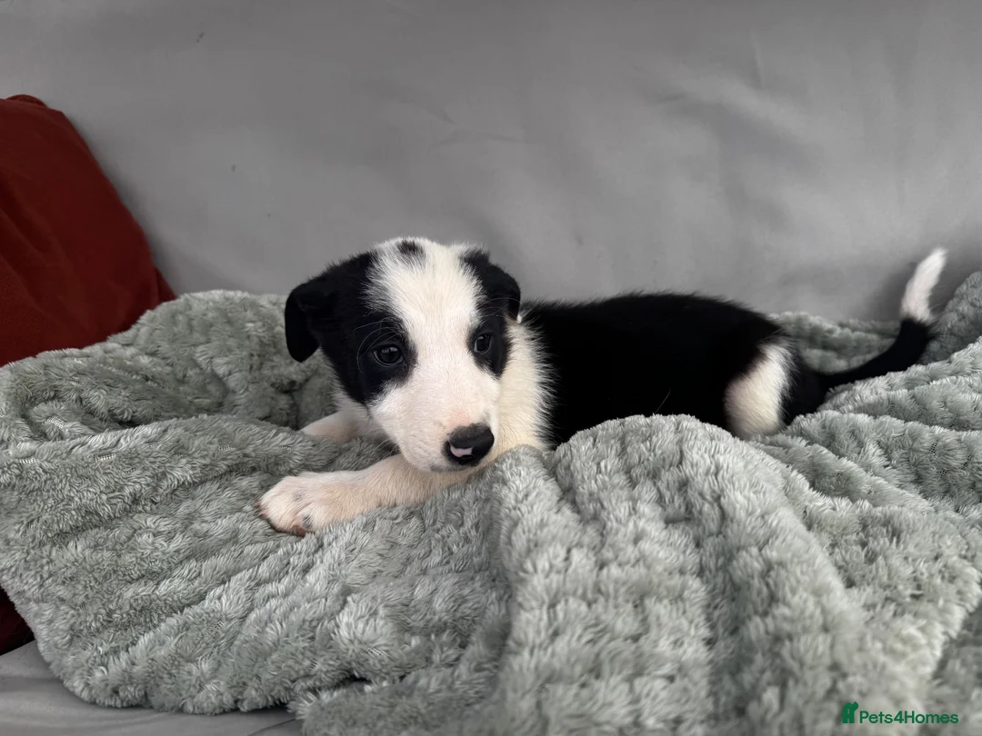 Border Collie dogs for sale: Beautiful border collie puppies  - Advert 2