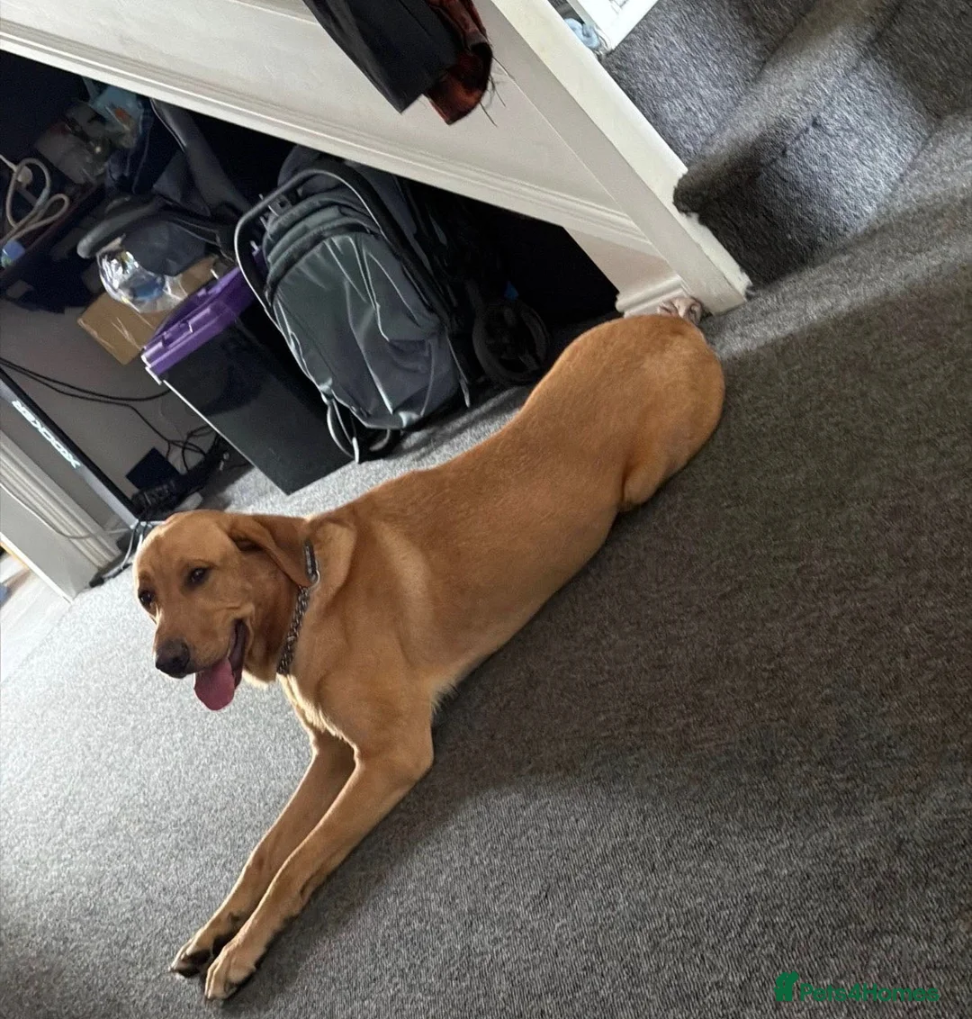 Mixed Breed dogs for sale: Fox red labrador in Stourport-on-Severn - Advert 1