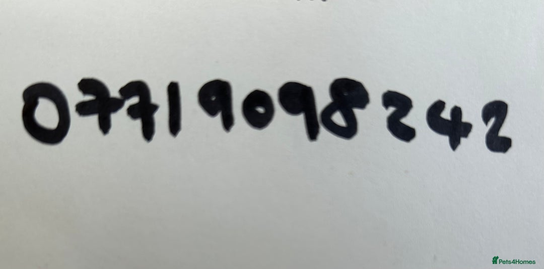 Olde English Bulldogge dogs for stud: Olde English bulldog stud  - Advert 16