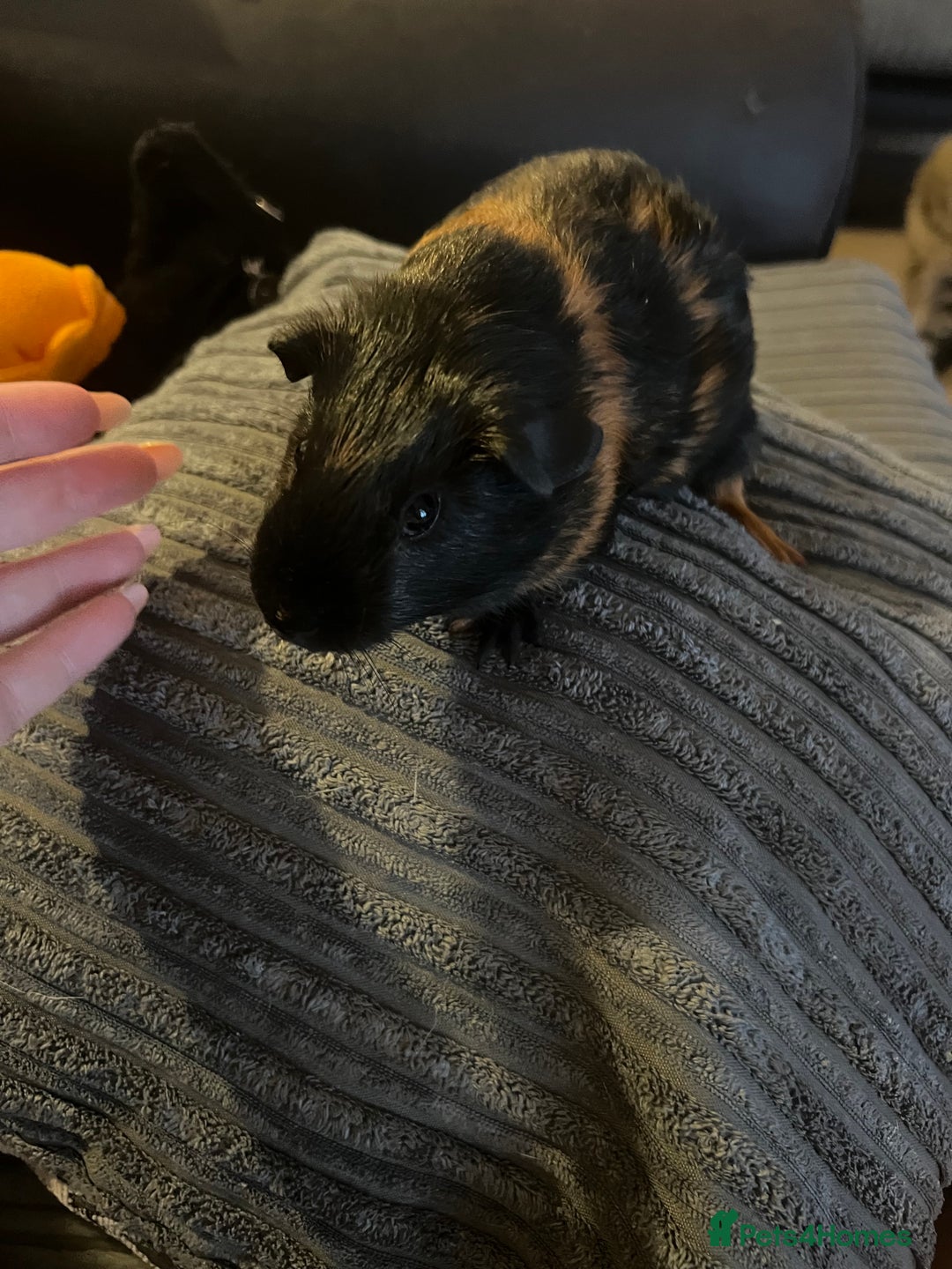 Guinea Pig rodents for sale: beautiful boy and girl  - Image 6