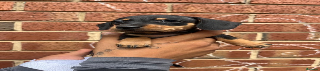 Miniature Dachshund Puppy 4