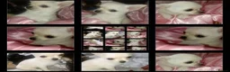 Chihuahua dogs for sale: Full Chihuahuas Fabulous  - Advert 4