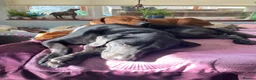 Rhodesian Ridgeback dogs for stud: Beautiful Rhodesian Ridgeback to Stud  in Lightwater - Advert 14
