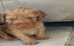 Cockapoo dogs for sale: F1 cockapoo puppies - Image 21