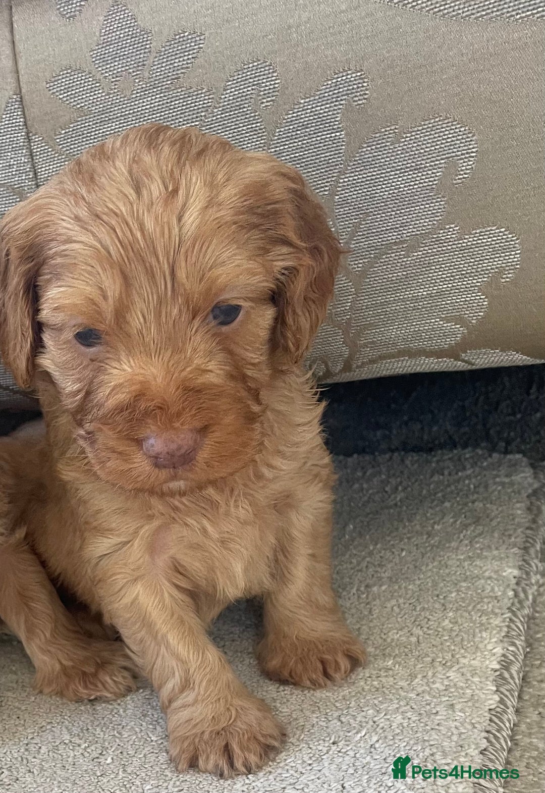 Cockapoo dogs for sale: F1 cockapoo puppies - Image 21