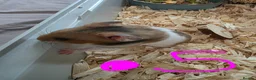 Hamster rodents for sale: Syrian hamsters various colours and genders - Advert 9