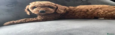 Cavapoo 2