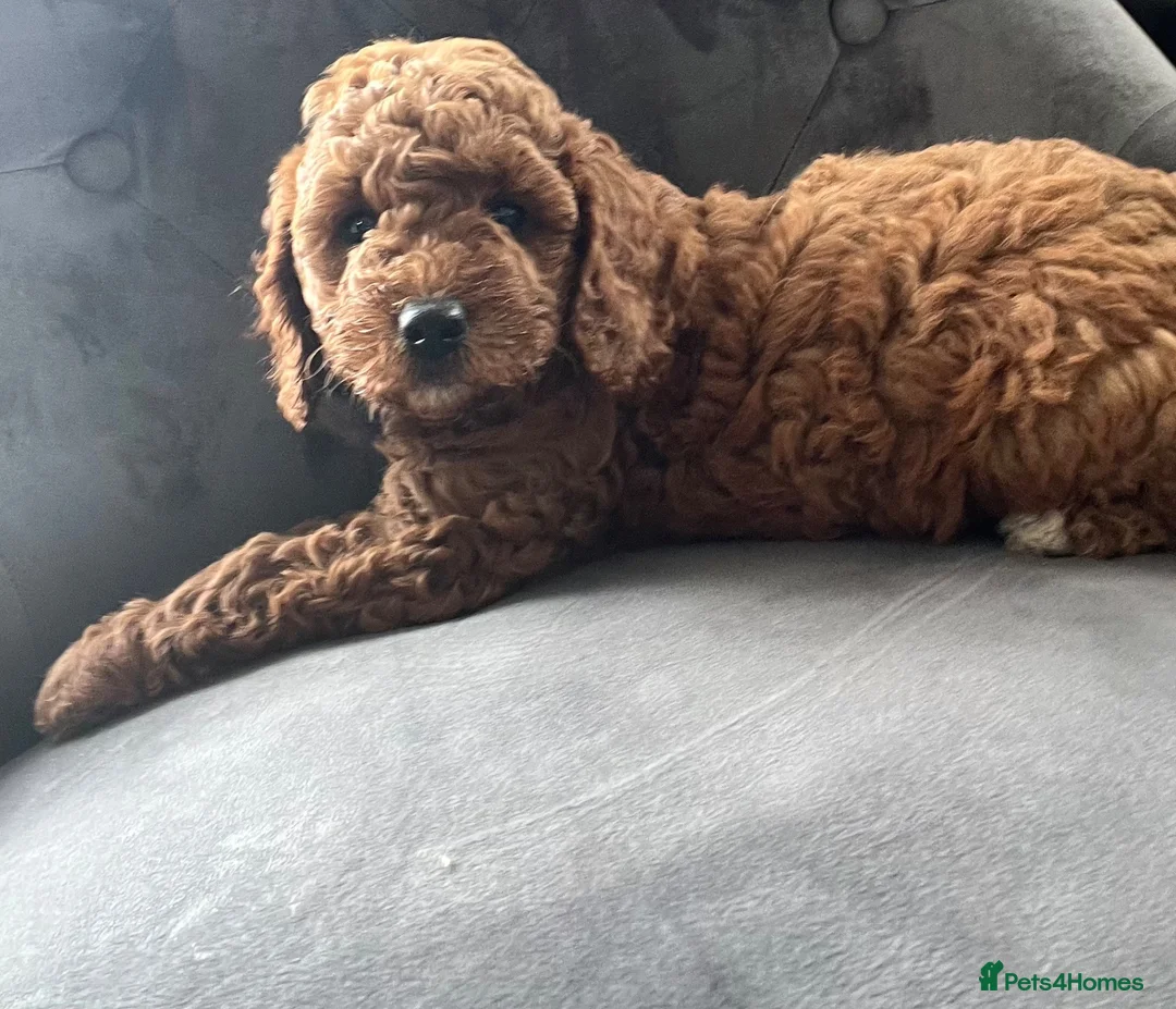 Cavapoo dogs for sale: F2 puppies  - Advert 15