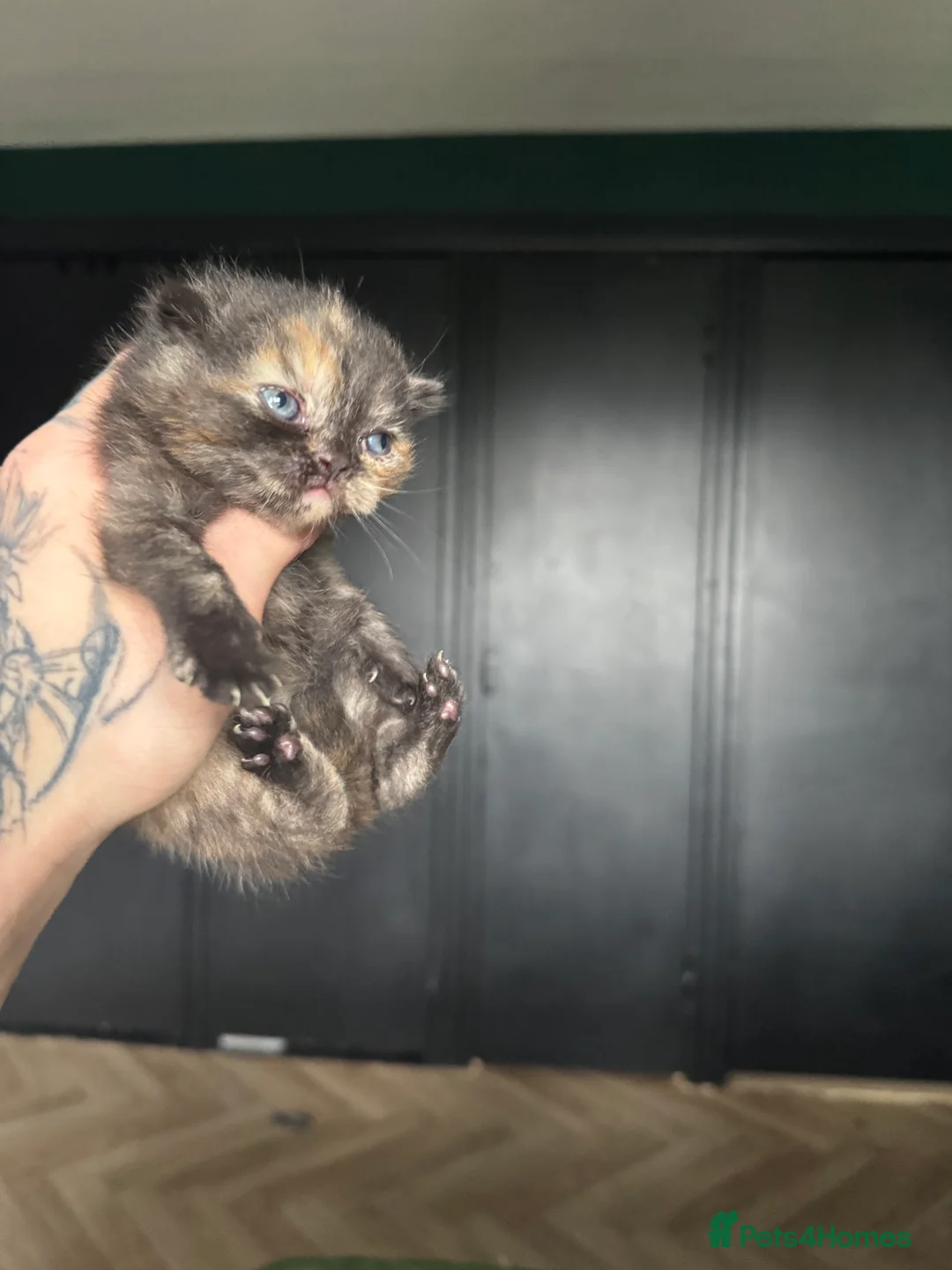 British Shorthair cats for sale: Tica reg BSH kittens  - Advert 20