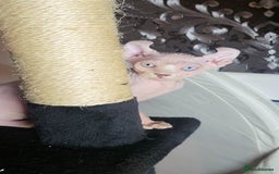 Sphynx cats for sale: Odd eyes bambino ,oddeyes elf shpynx  - Image 8