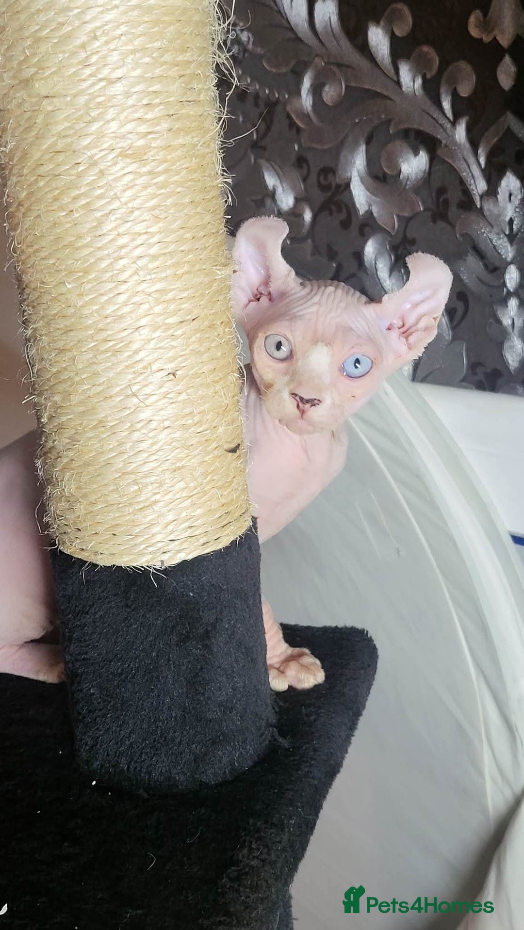 Sphynx cats for sale: Odd eyes bambino ,oddeyes elf shpynx  - Image 8