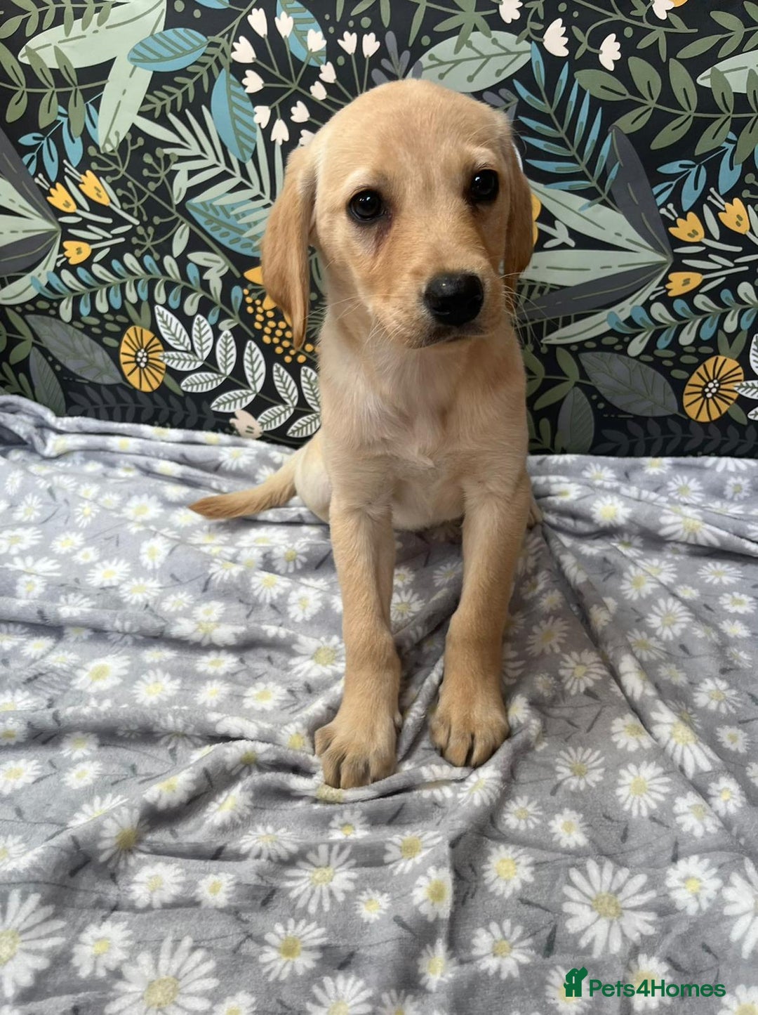 Labrador Retriever dogs for sale: Labrador puppy's  - Image 3
