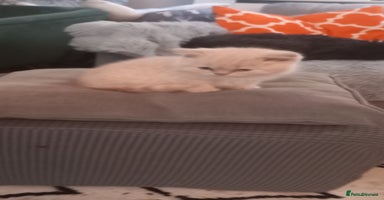 British Shorthair cats British Shorthair - Advert 2