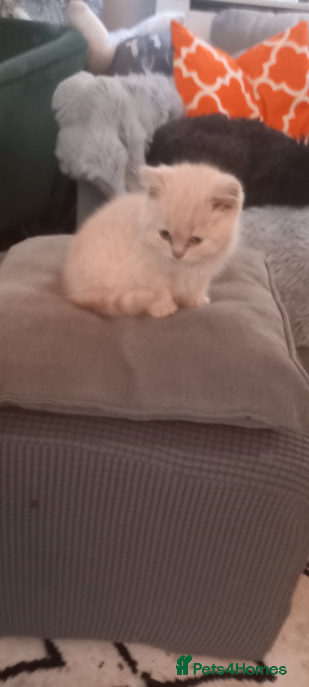 British Shorthair cats for sale: British Shorthair - Image 1