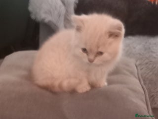 British Shorthair cats for sale - Advert 1