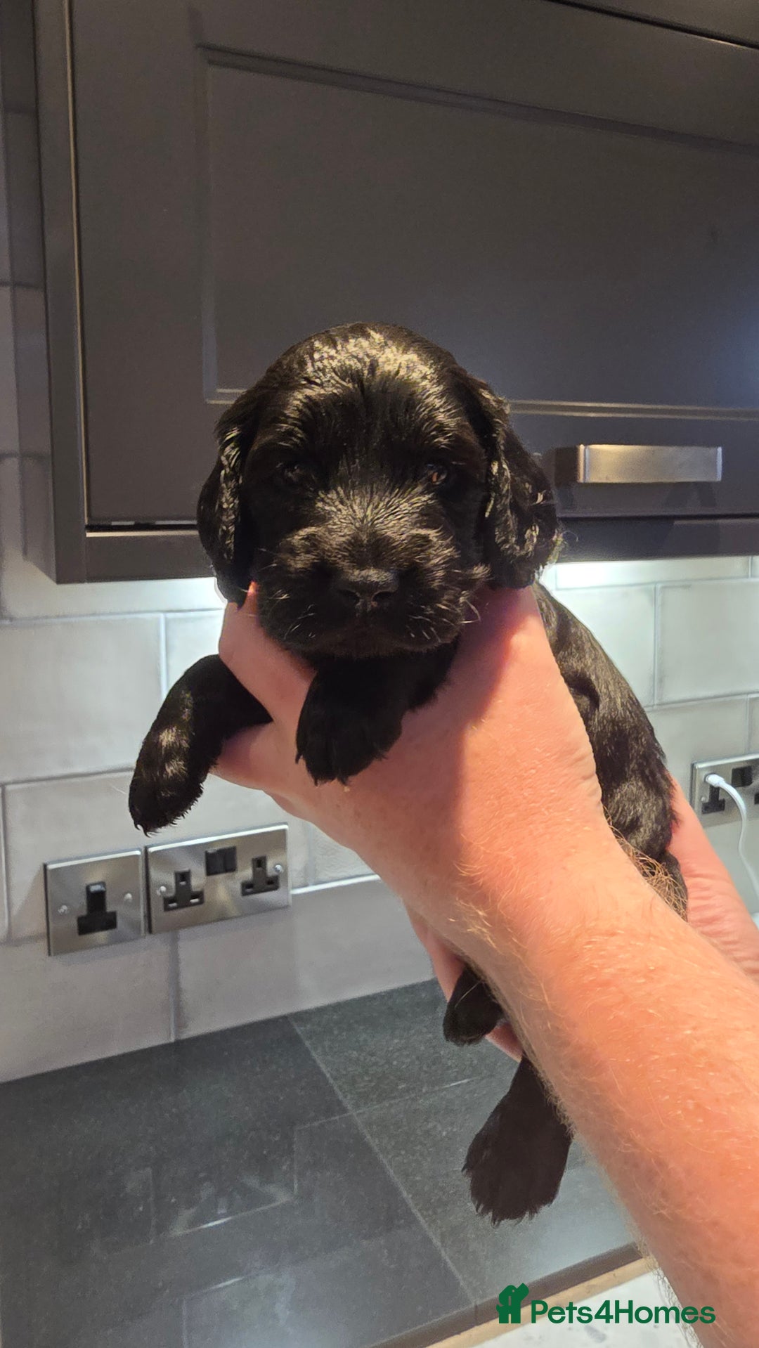 Cockapoo dogs for sale: Cockapoo Puppies - Image 7