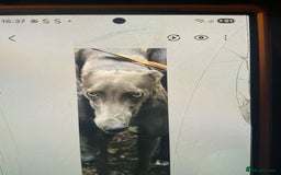 Greyhound dogs for sale: Sisters - Image 1