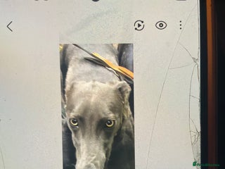 Greyhound dogs - Advert 1