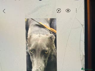 Greyhound dogs Sisters - Advert 17