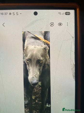 Greyhound dogs - Advert 1