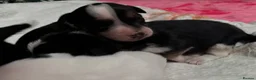 Mixed Breed dogs for sale: Gorgeous little Parson x Jack Russell babies  - Advert 5