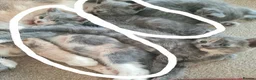 Mixed Breed cats for sale: Female & male kitten for sale - Advert 8