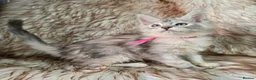 Maine Coon cats for sale: Ready now Maine Coon x2 boys - Advert 4