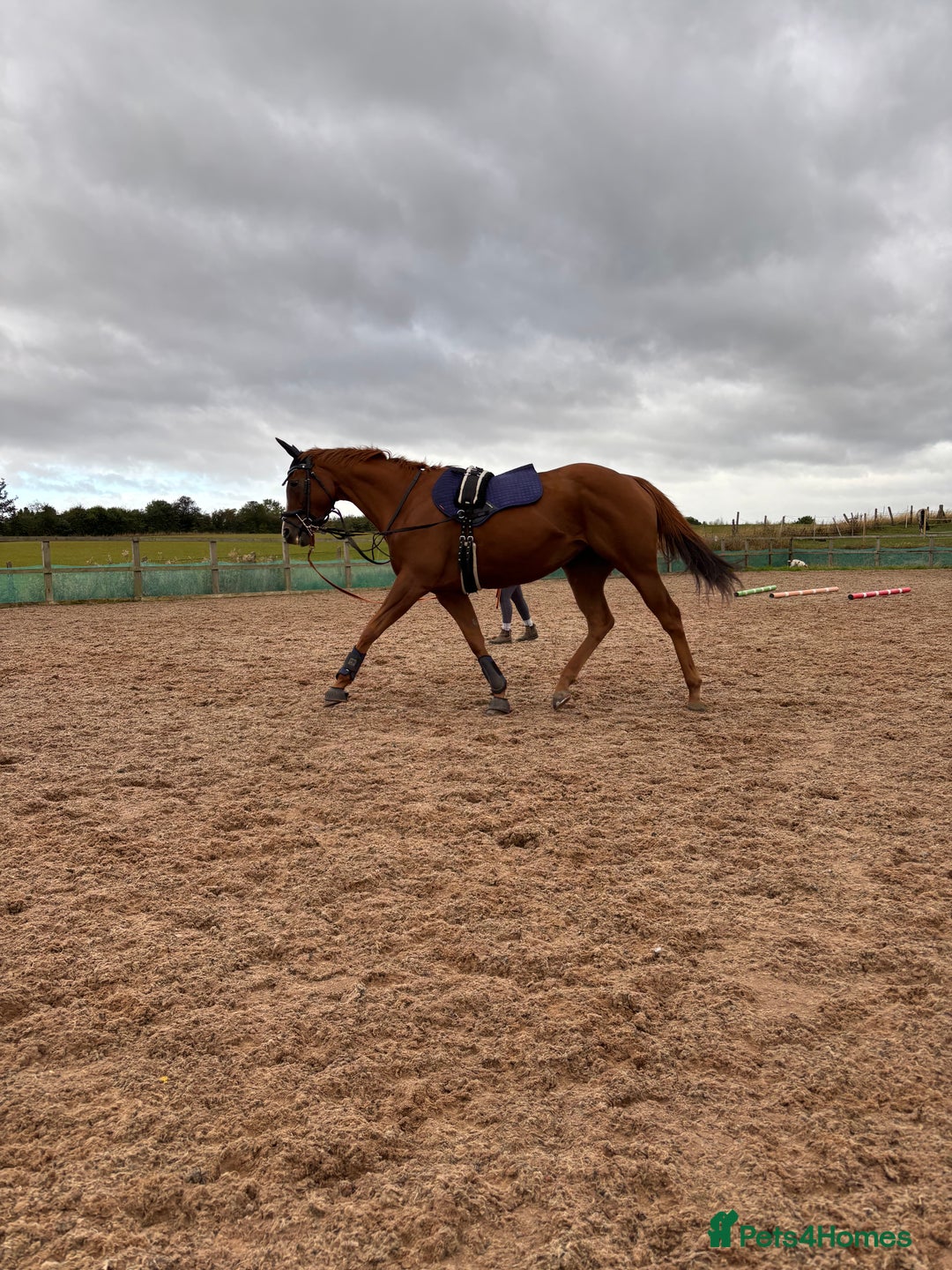 English Thoroughbred horses for sale: 16.2 Chestnut TB Mare - Advert 5