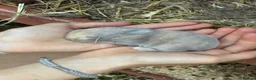 Mixed Breed rabbits for sale: Rabbits for sale - Advert 11