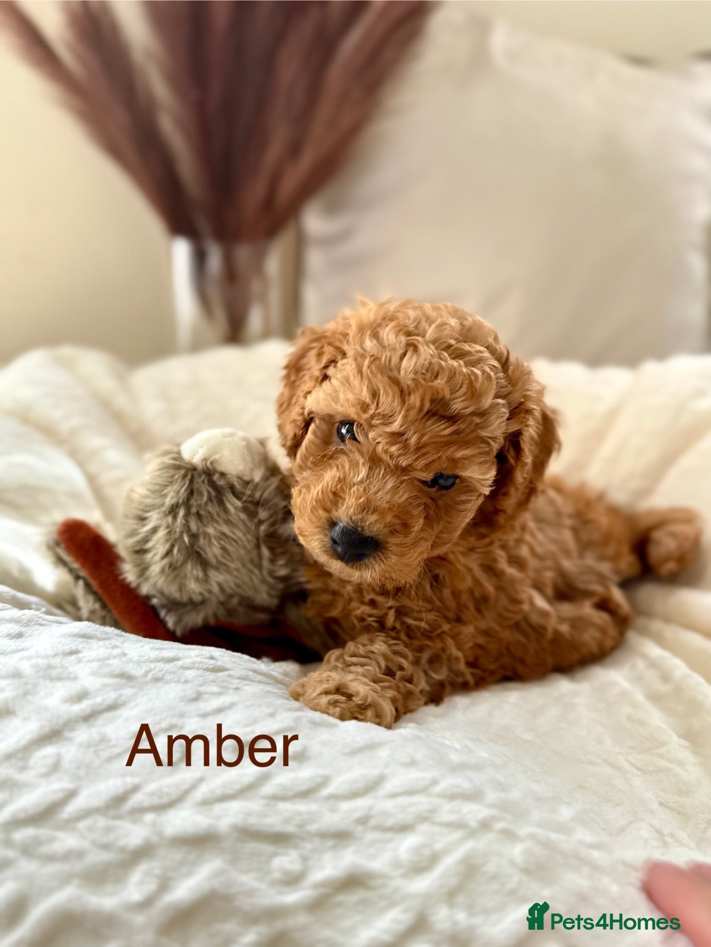Toy Poodle dogs AVAILABLE NOW/KC registered/DNAclear - Advert 2