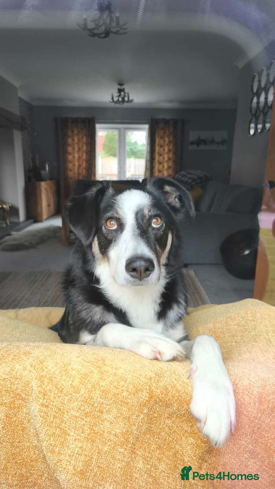 Mixed Breed dogs URGENT CONFIDENT FOSTER💙MAX💙 Let Down But Hoping - Advert 1