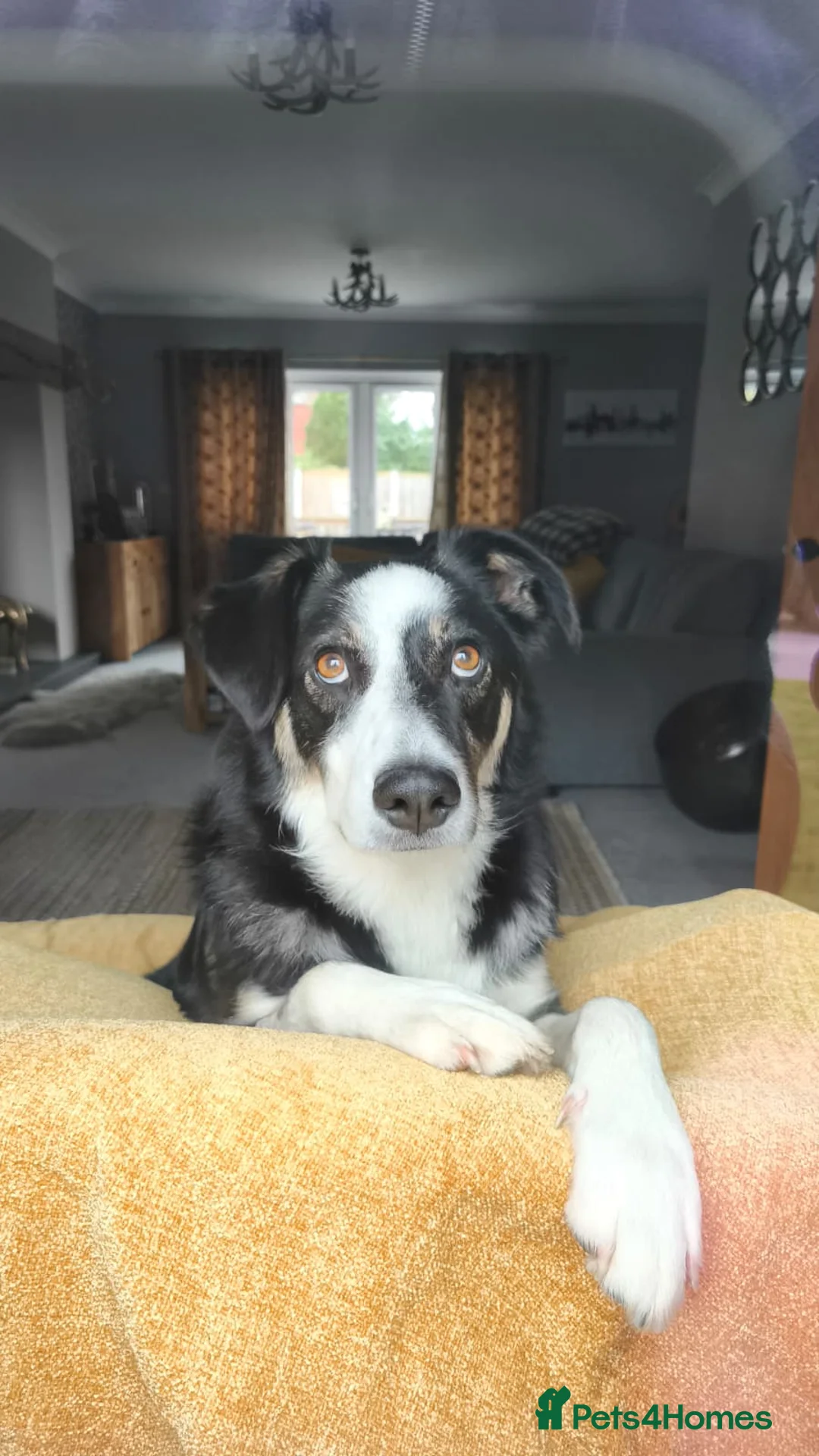 Mixed Breed dogs for adoption: URGENT CONFIDENT FOSTER💙MAX💙 Let Down But Hoping - Advert 1