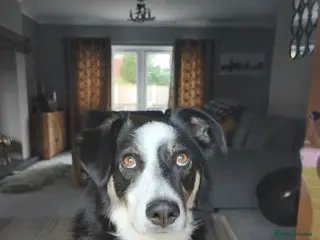 Mixed Breed dogs for adoption: URGENT CONFIDENT FOSTER💙MAX💙 Let Down But Hoping - Advert 1