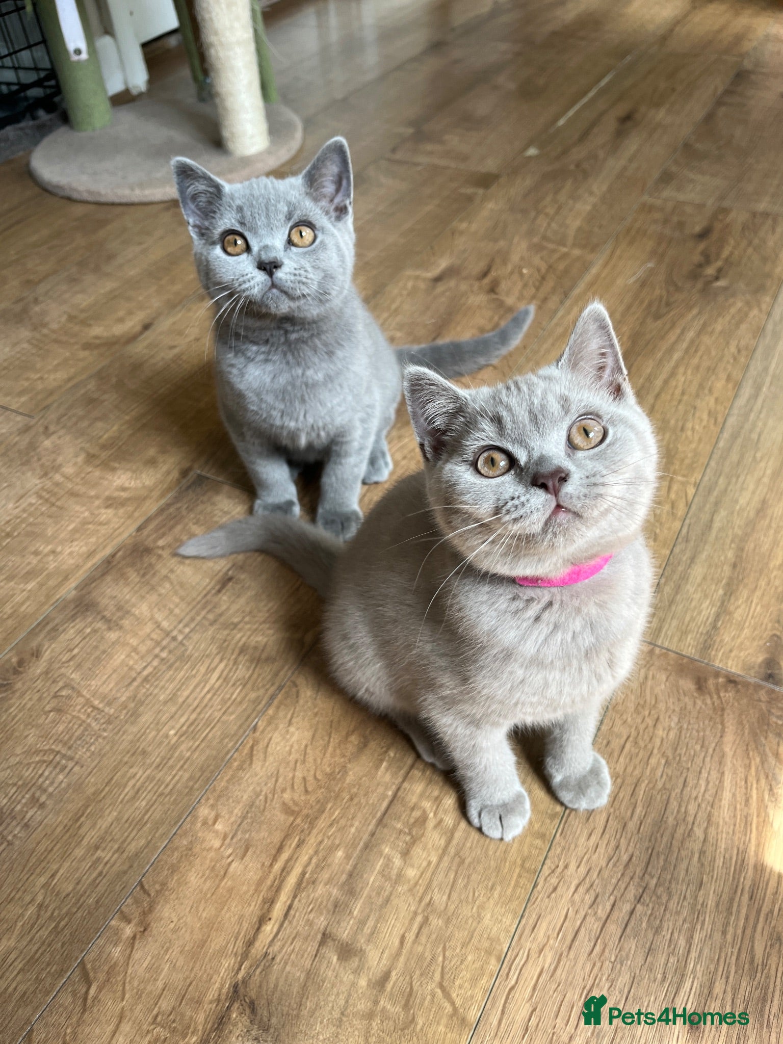 British Shorthair cats 1 x Lilac & 1 x Blue BSH’s GCCF REDUCED 🩵💜 - Advert 2
