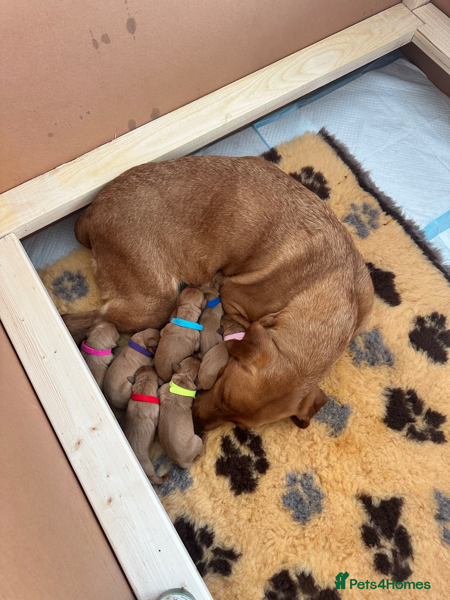 Labrador Retriever dogs Fiorella Fantastica's Fox Red Puppies - Advert 2