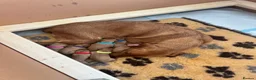 Labrador Retriever dogs for sale: Male Fox Red Puppies  - Advert 8