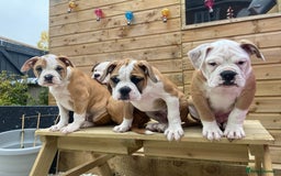 Alapaha Blue Blood Bulldog dogs for sale: Beautiful Alapaha blue bulldogs  - Image 6