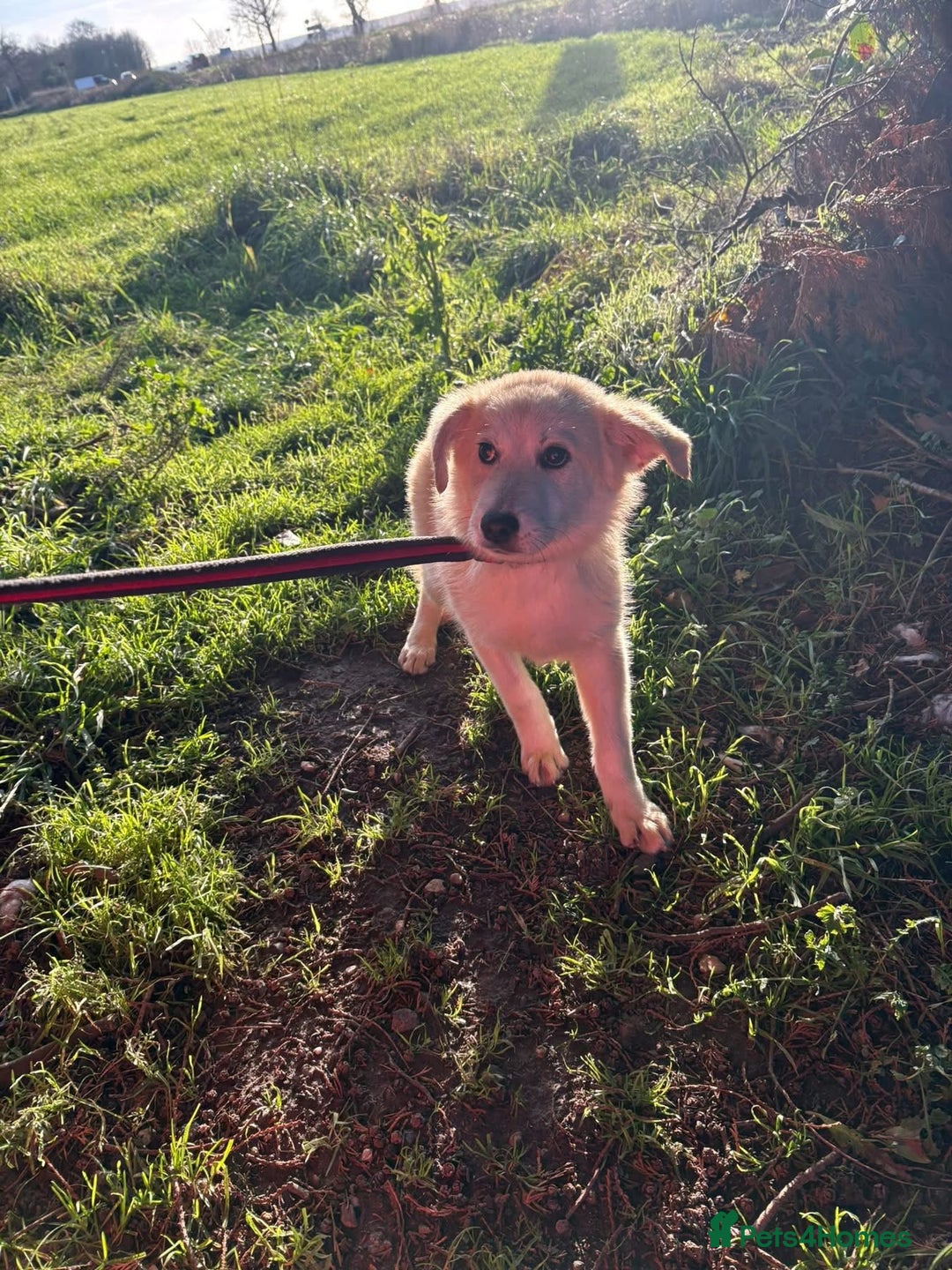 Mixed Breed dogs for adoption: Wren - Costessey Norwich  - Advert 4