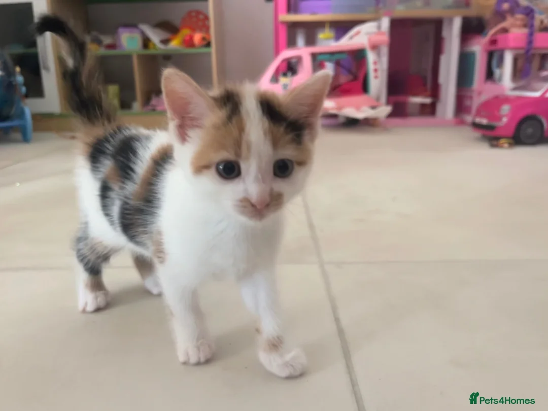 Mixed Breed cats for sale: Two lovely kittens remaining  - Advert 7