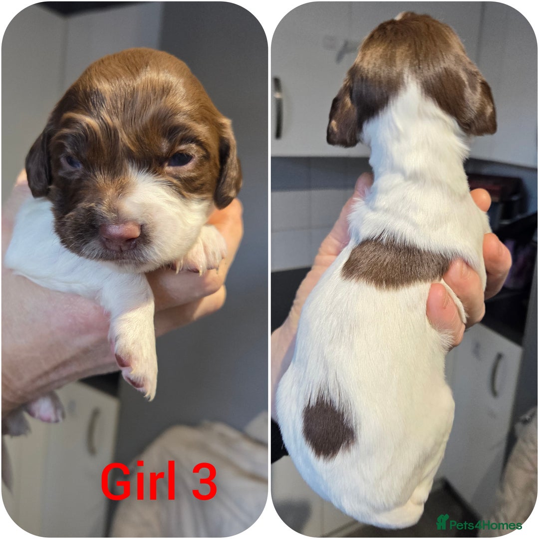 English Springer Spaniel dogs for sale: Springer spaniel puppies  - Advert 4