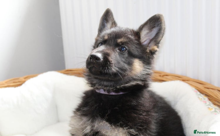 German Shepherd dogs - Advert 5