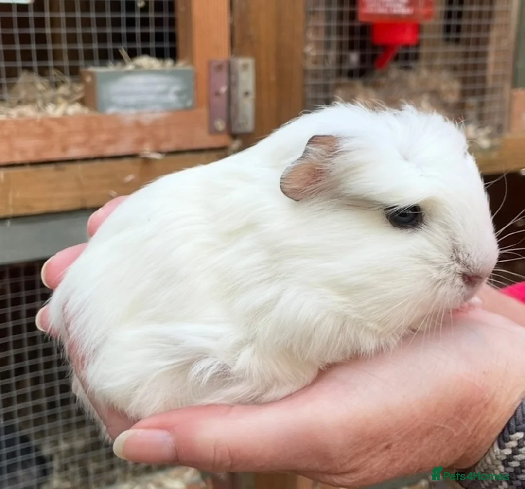 Guinea Pig rodents for sale: Baby guinea pigs  - Advert 2