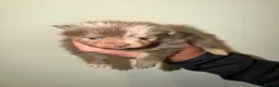 Pomeranian dogs for sale: 5 ⭐️ Pomeranian puppies  - Advert 16