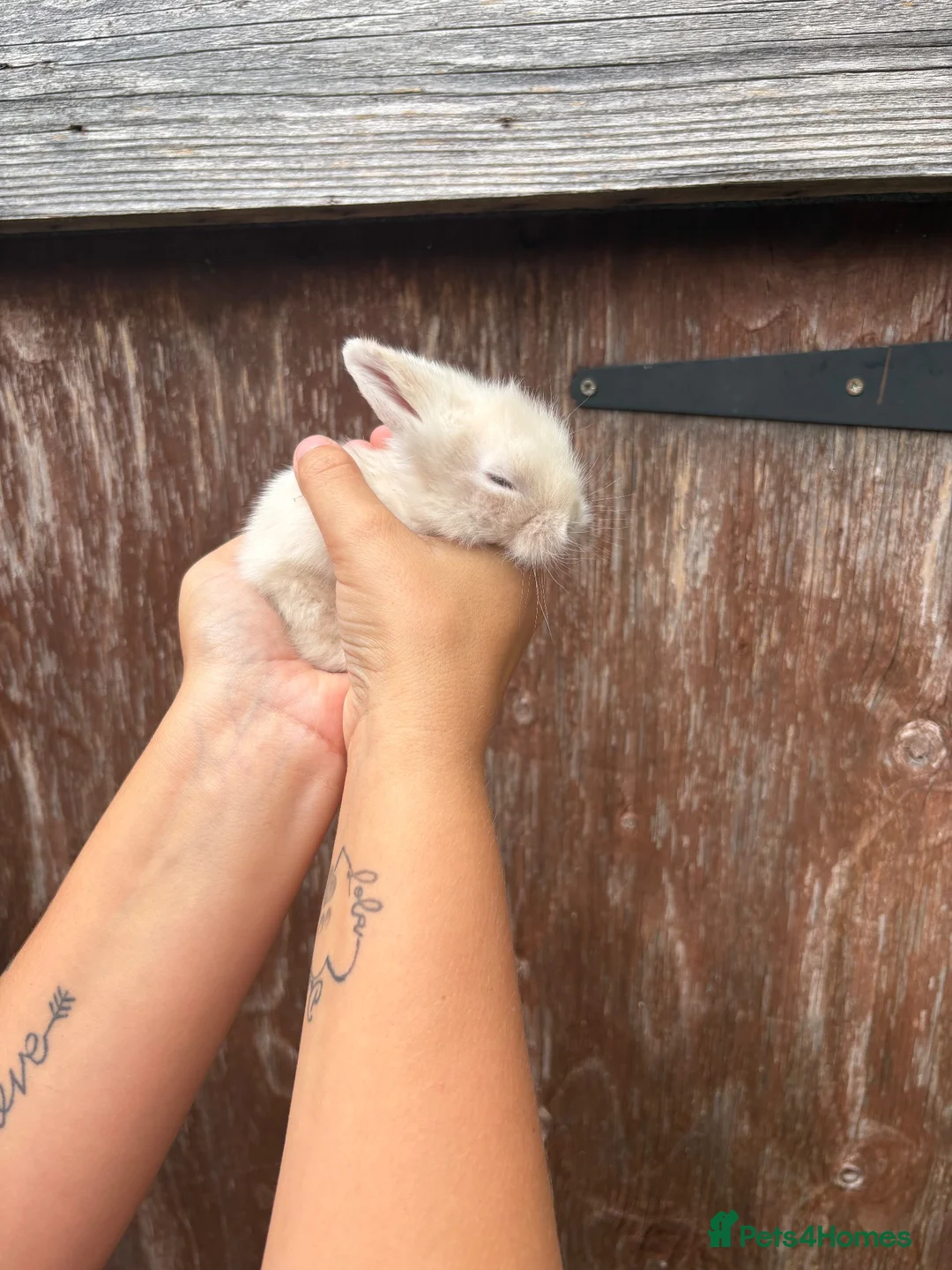Mini Lion Lop rabbits for sale: Baby lionlop bunnies  - Advert 1