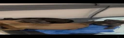 Cane Corso dogs for sale: Cane corso femail - Advert 6